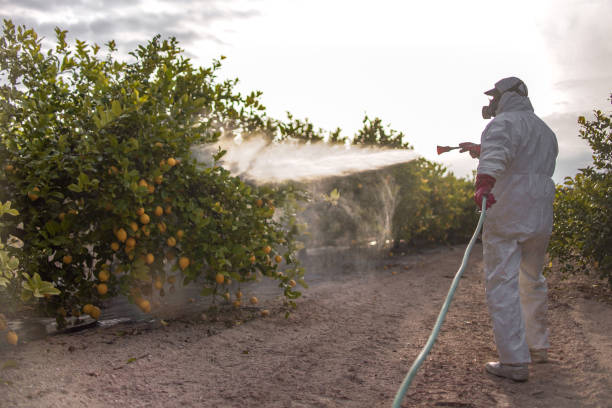 Best Pest Prevention Services  in Scott City, MO