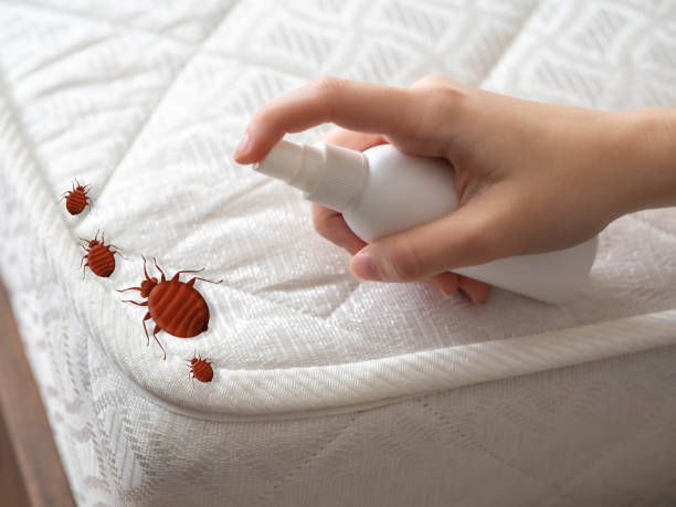 Best Bed Bug Extermination  in Scott City, MO