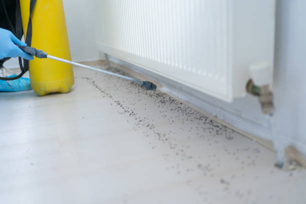 Best Best Pest Control Companies  in Scott City, MO