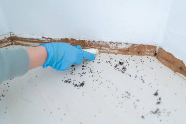Reliable Scott City, MO Pest Control Solutions